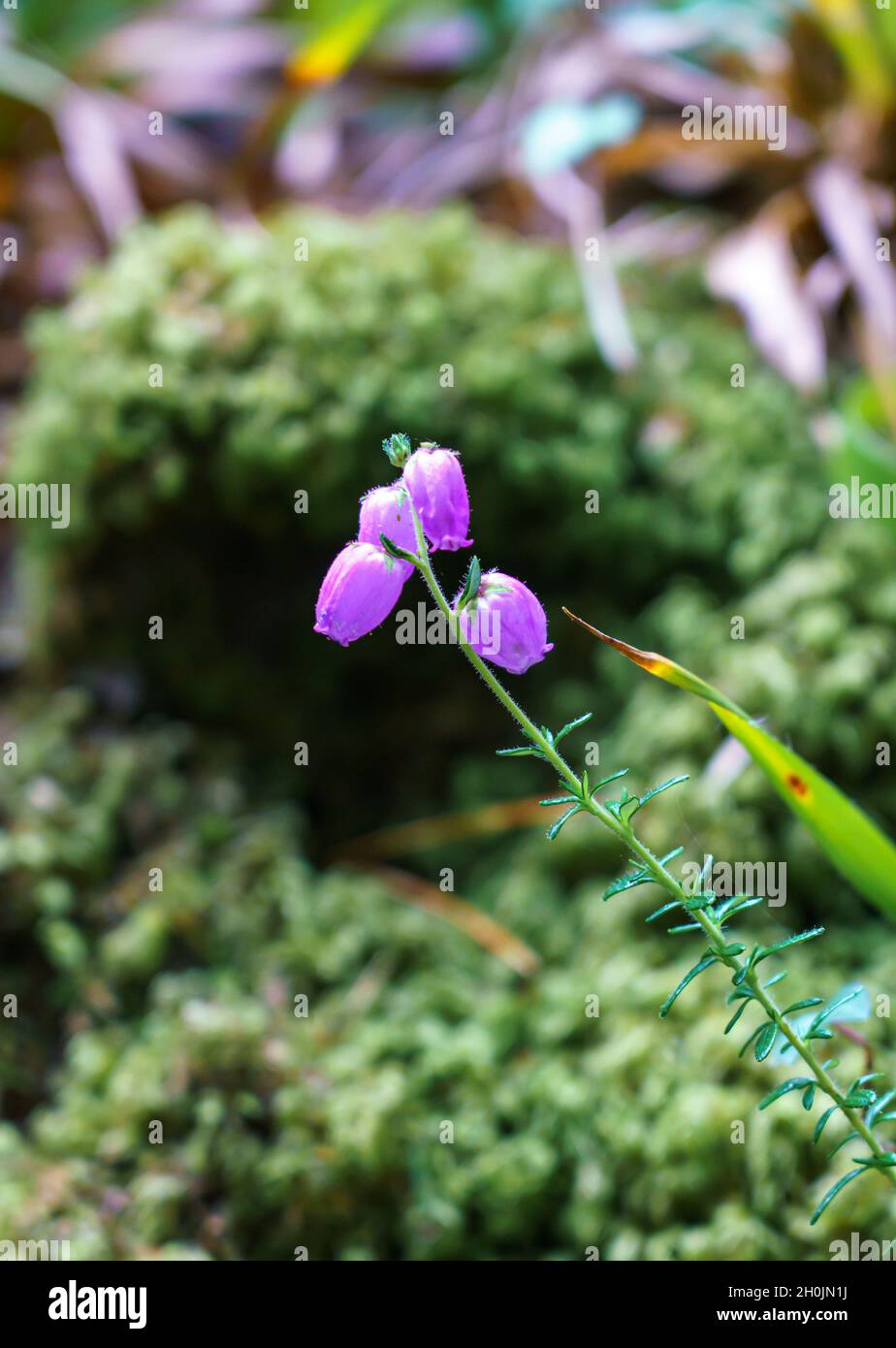 Gros plan de la lande de Saint-Dabeoc (Daboecia cantabrica), un petit genre de plantes à fleurs de la famille des Ericacées Banque D'Images