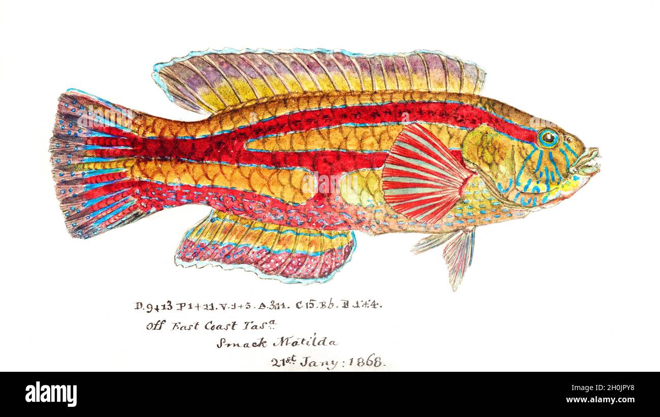 Frank Edward Clarke illustration de poisson vintage Banque D'Images