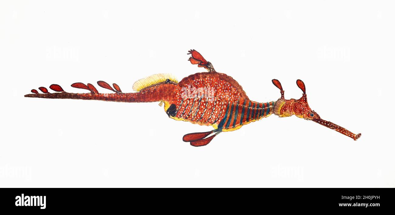 Frank Edward Clarke illustration de poissons vintage - Phyllopteryx foliacetosus Banque D'Images