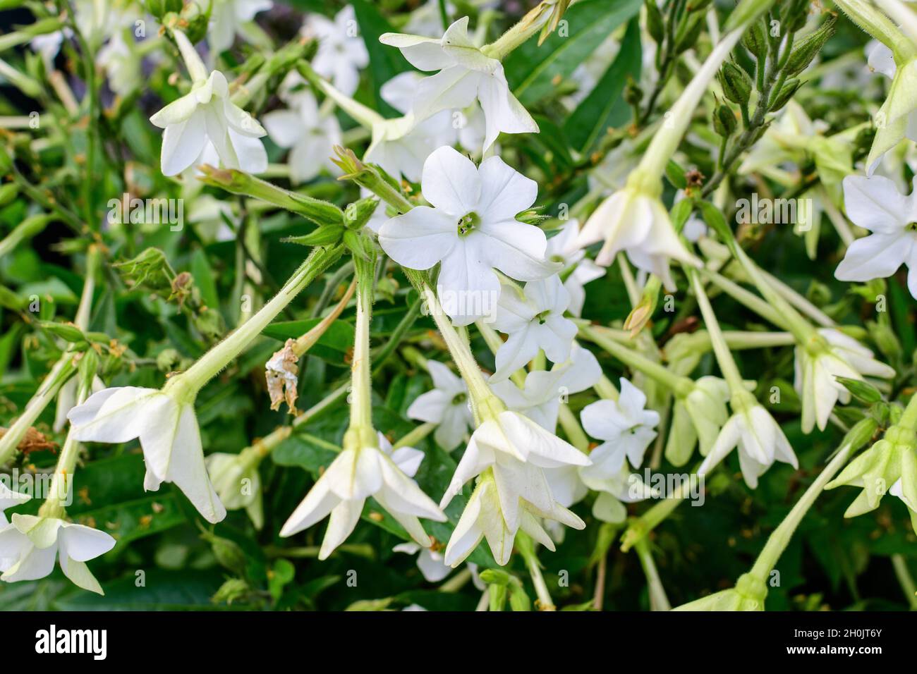 Beaucoup de fleurs blanches délicates de Nicotiana alata plante, communément connu sous le nom de tabac jasmin, tabac doux, tabac ailé, tanbaku ou tabac perse, dans Banque D'Images