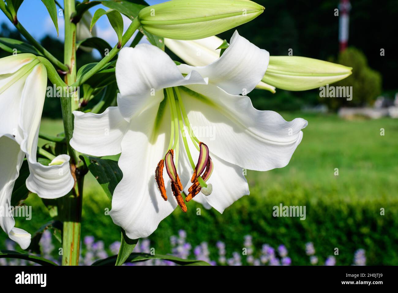 Une grande fleur blanche de Lilium ou Lily plante dans un jardin de style cottage britannique dans un beau jour d'été, belle photographie de fond florale extérieure Banque D'Images