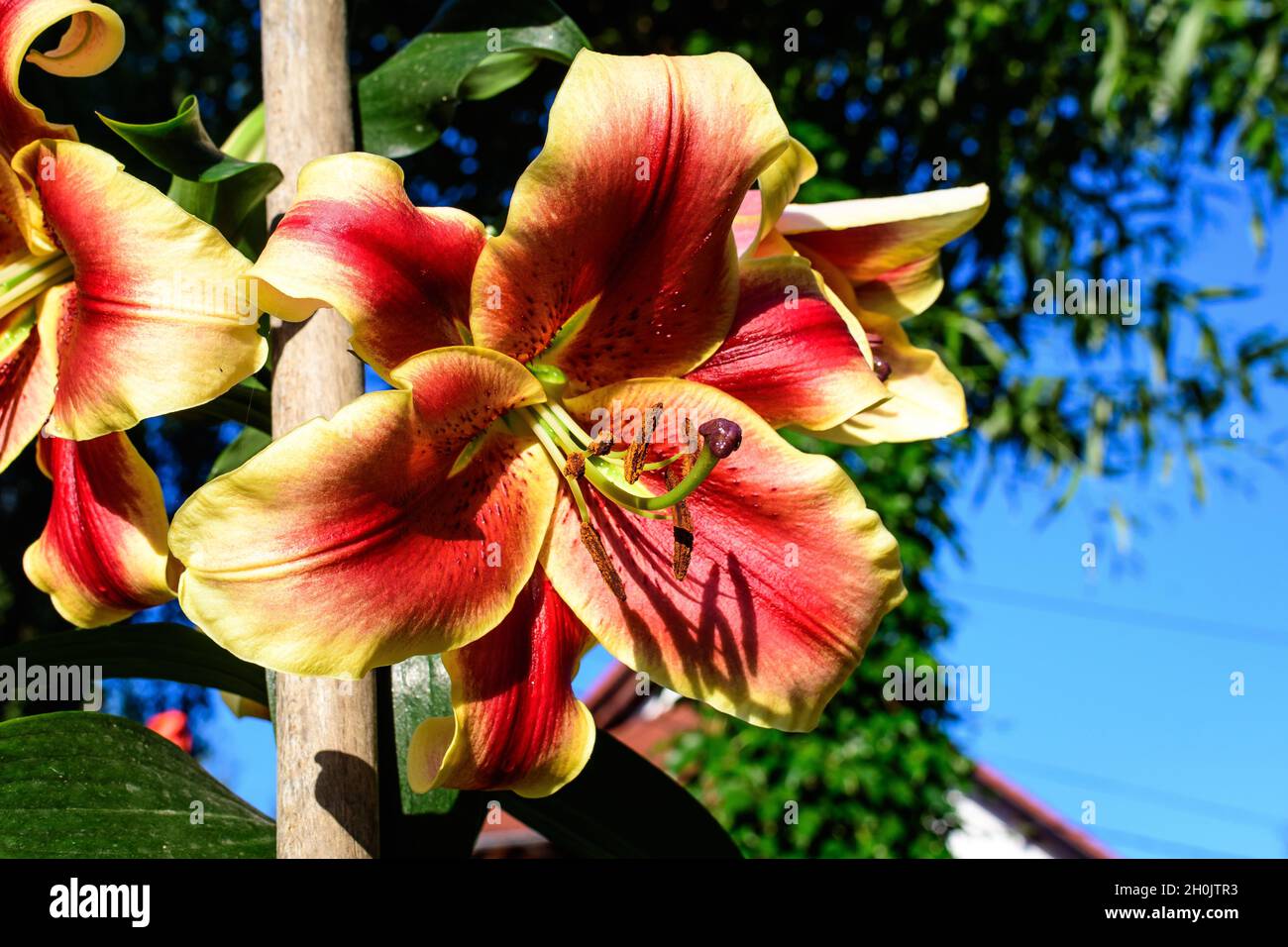 Une grande fleur rouge et jaune de Lilium ou Lily plante dans un jardin de style cottage britannique dans une belle journée d'été, beau fond floral extérieur p Banque D'Images