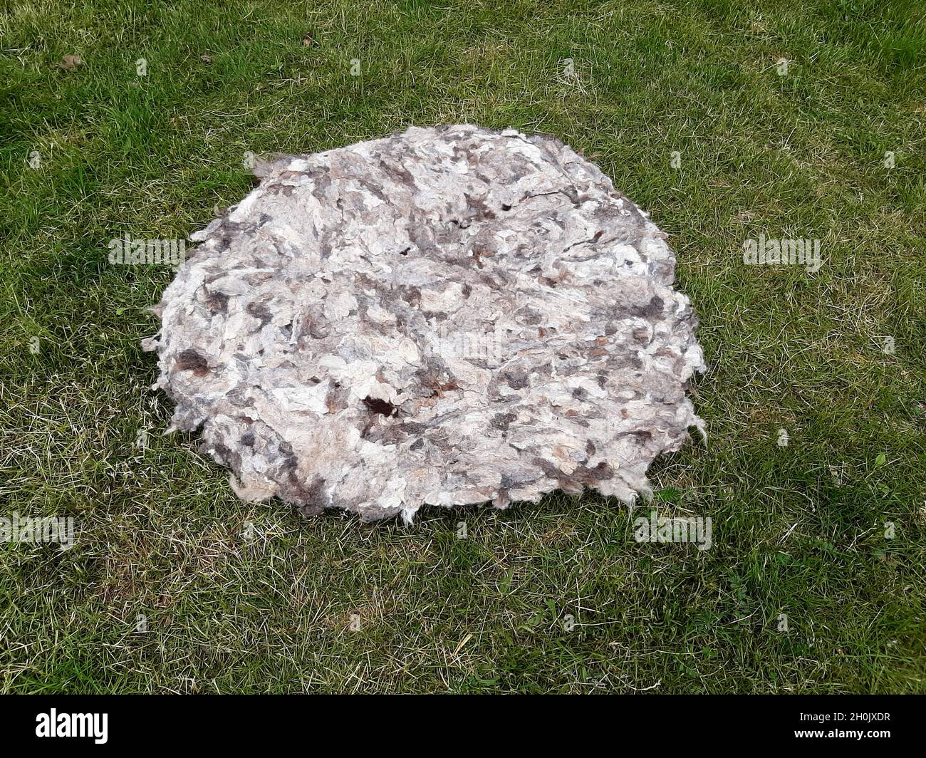 Moutons domestiques (Ovis ammon F. aries), laine polaire de mouton, laine cohésive après tonte , Allemagne Banque D'Images