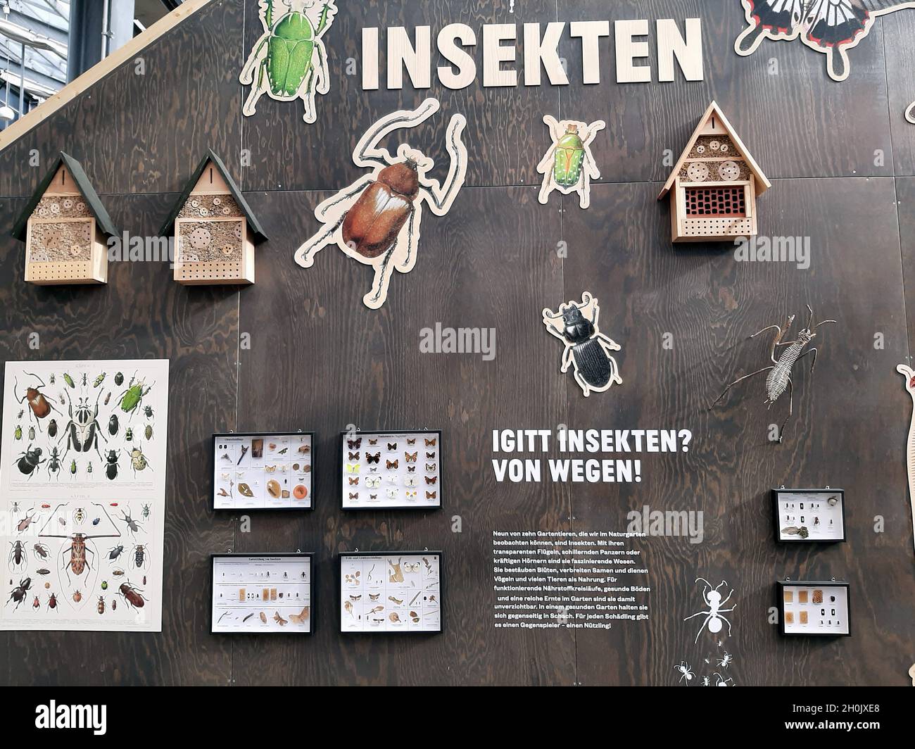 Insectes : aides à la nidification, boîtes d'exposition et affiches sur un mur d'exposition Banque D'Images