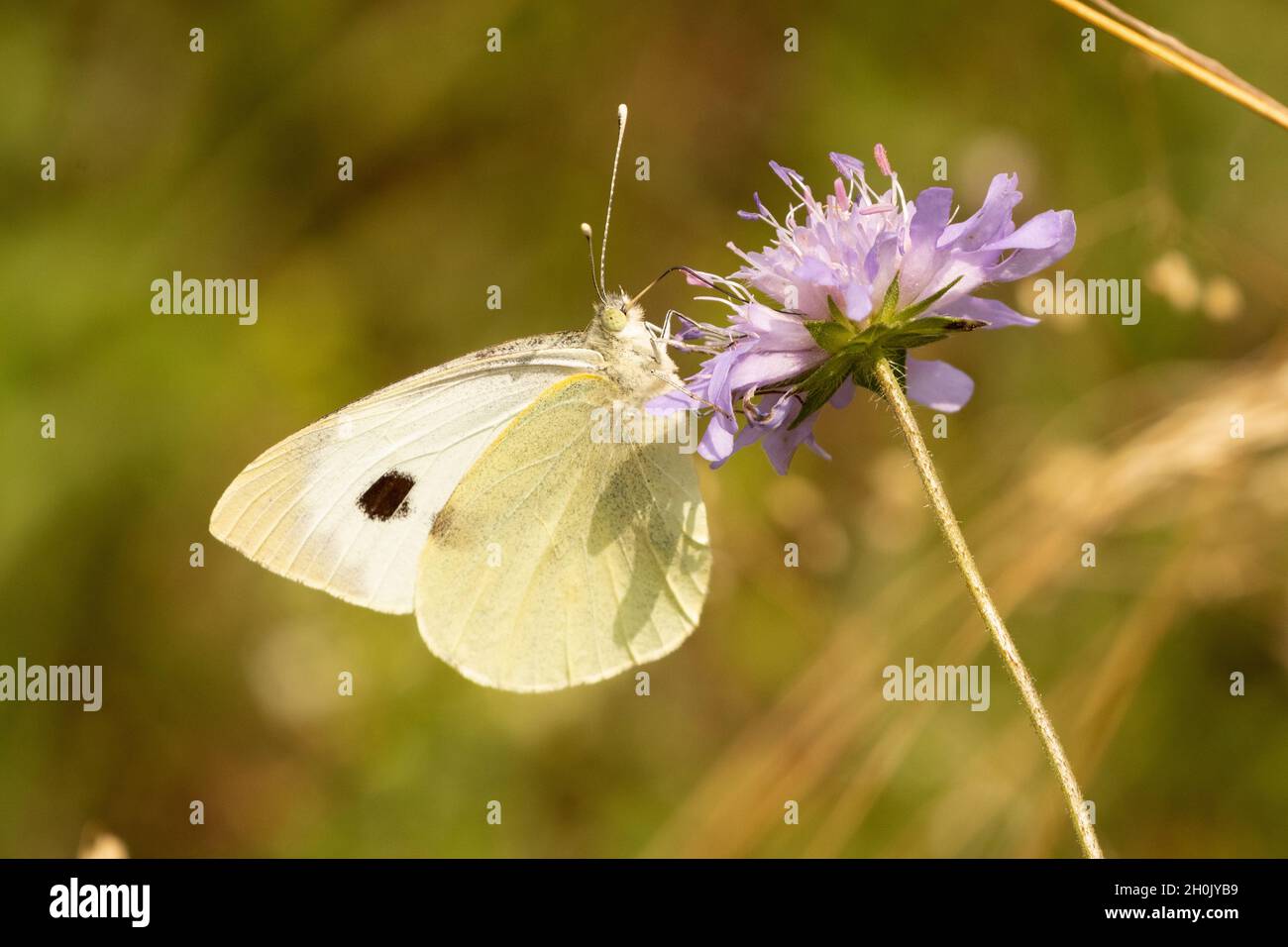 Grand blanc (Pieris brassicae), sur une fleur scabieuse, Allemagne, Bavière Banque D'Images