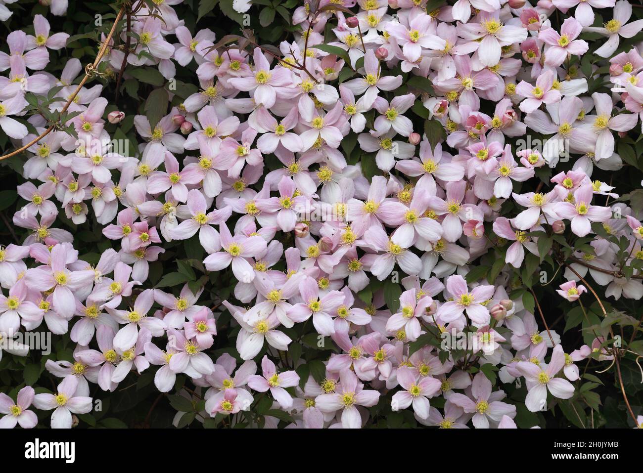 clématis de montagne, clématis himalayens, clématis d'anémone (Clematis montana), en fleurs Banque D'Images