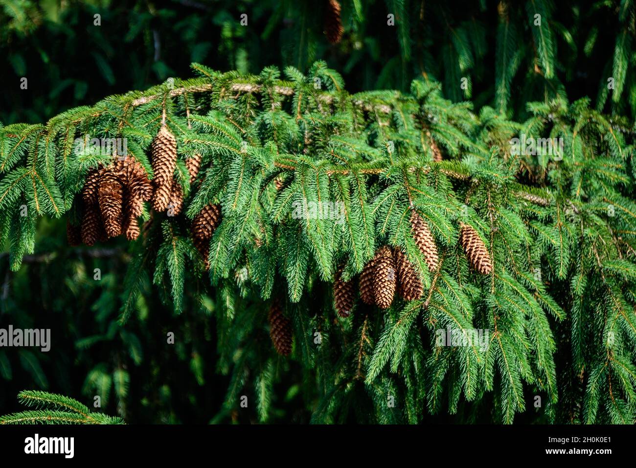 Beaucoup de feuilles vertes ou aiguilles et cônes bruns de sapin conifères dans une forêt à la montagne, dans un jour ensoleillé d'été, beau extérieur monochrome b Banque D'Images