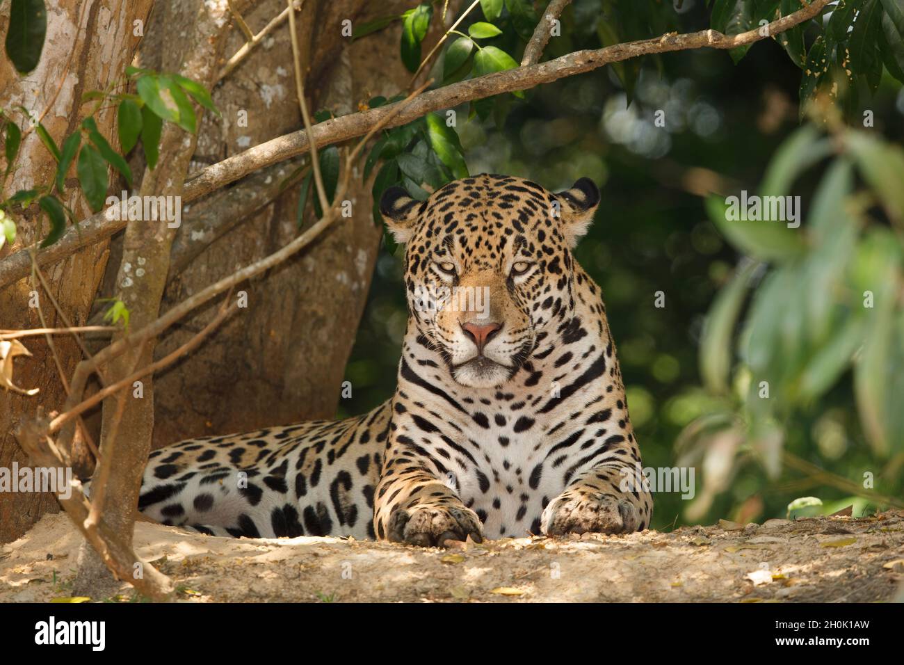 Jaguar, Rio Cuiabà, Porto Jofrè, Pantanal, Montana,Brésil, octobre 2017 Banque D'Images