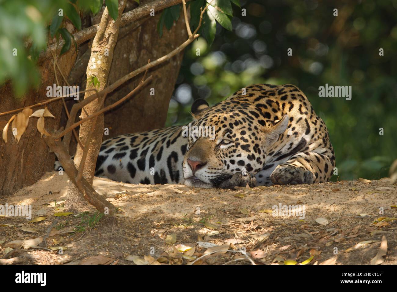 Jaguar, Rio Cuiabà, Porto Jofrè, Pantanal, Montana,Brésil, octobre 2017 Banque D'Images