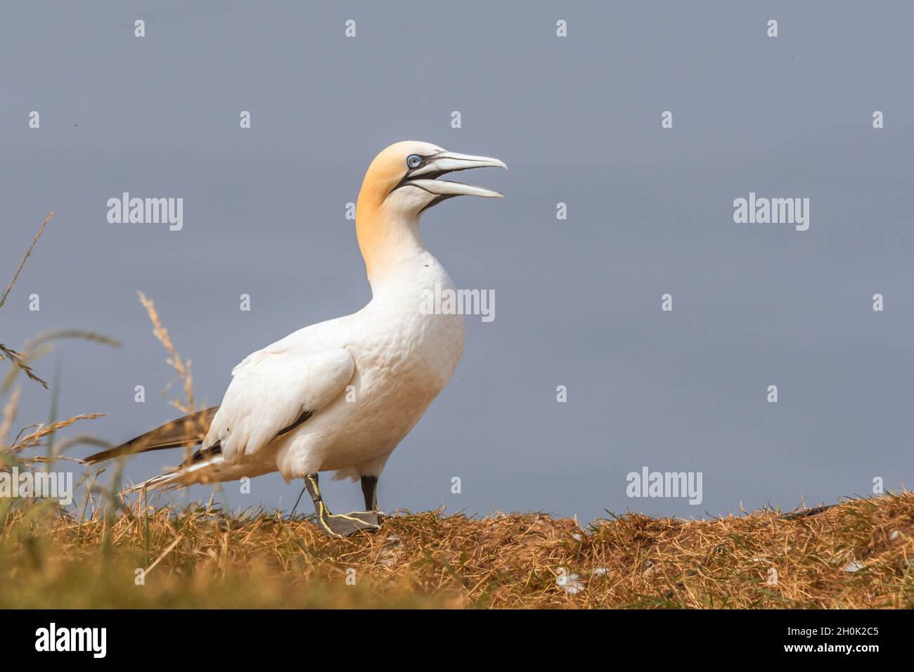 Un Gannet du Nord unique debout sur une falaise avec un ciel bleu, la mer en arrière-plan Banque D'Images