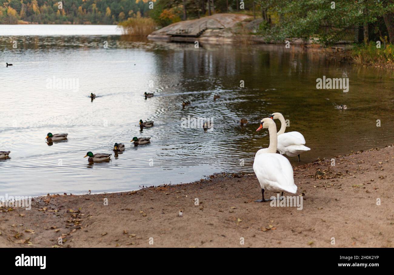 Deux cygnes et un troupeau de canards au bord du lac le jour de l'automne Banque D'Images