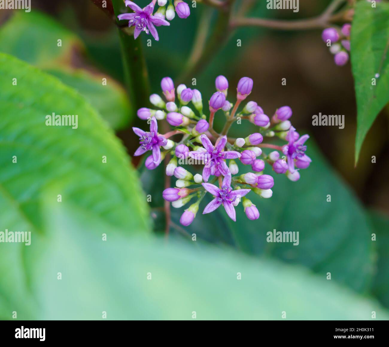 Gros plan de la fleur pourpre Dichroa versicolor une hortensia à feuilles persistantes Banque D'Images