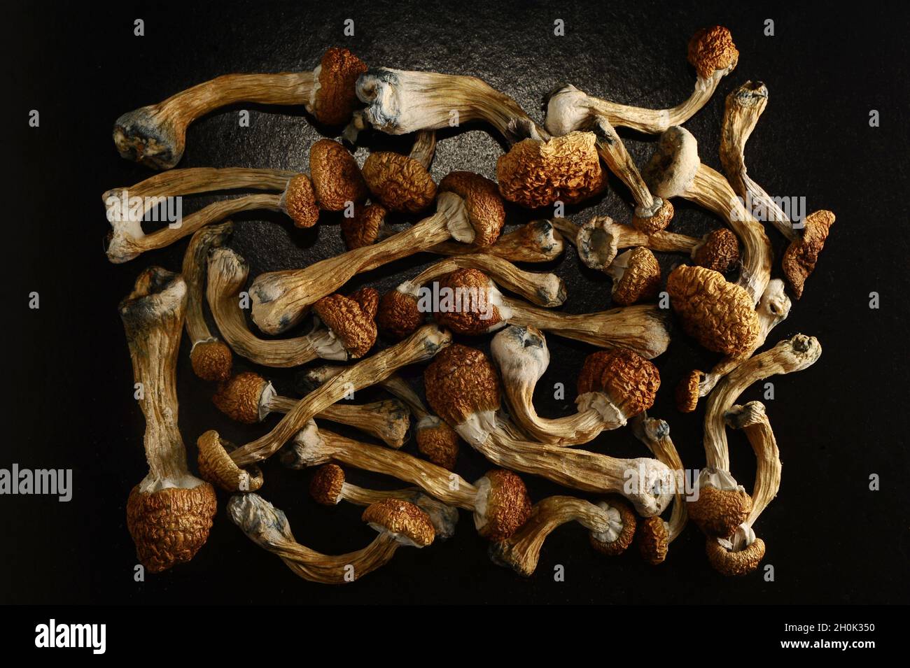 Champignons psilocybine sur fond noir. Psychédélique, champignon magique Maître d'Or. Usage scientifique médical. Banque D'Images