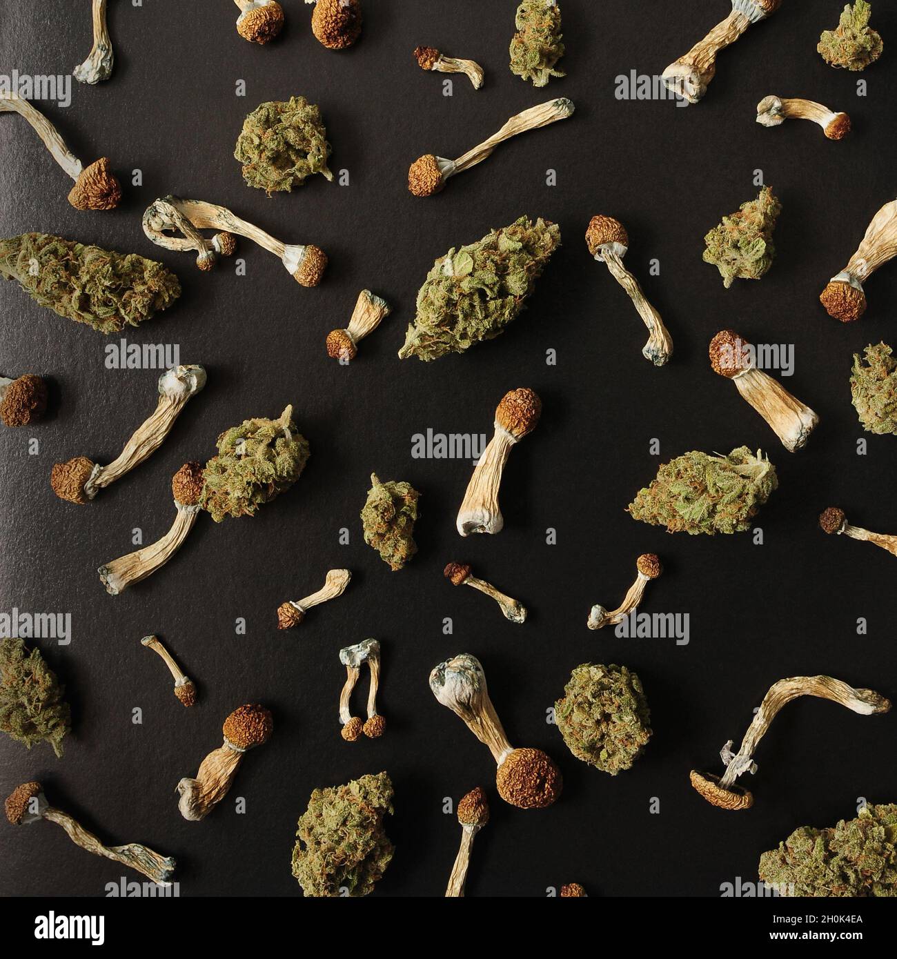 Concept de microdosage. Motif de champignons psilocybine et de bourgeons de marijuana sur fond noir. Voyage psychédélique, concept de validation. Banque D'Images