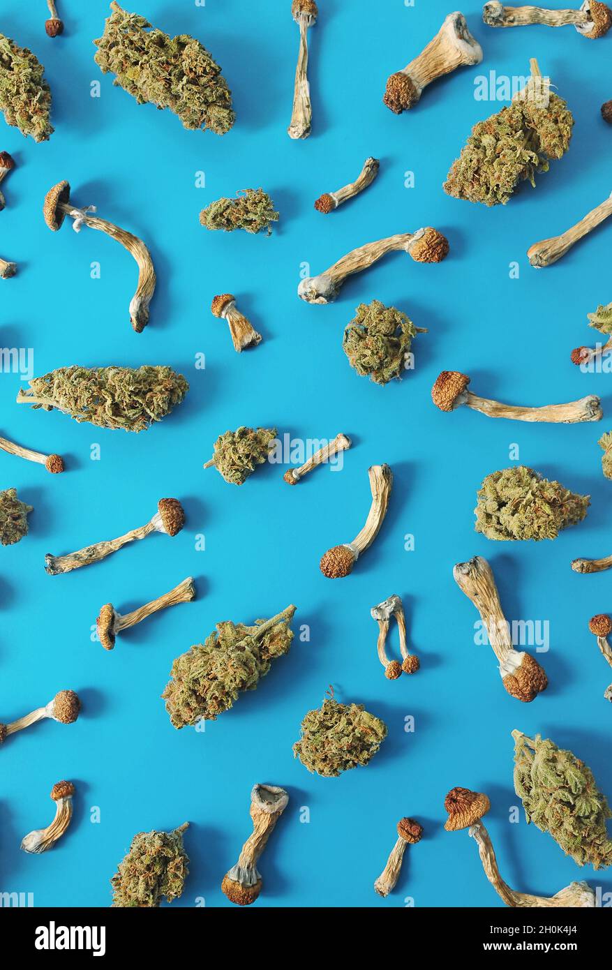 Concept de microdosage. Motif de champignons psilocybine et de bourgeons de marijuana sur fond bleu. Voyage psychédélique, concept de validation. Banque D'Images