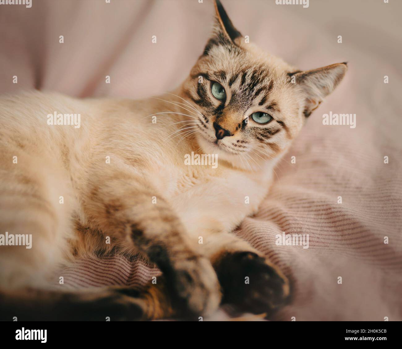 Joli tabby paresseux chat thaïlandais avec de beaux yeux se trouve sur une couverture rose rayée sur le lit en début de matinée.Un animal de compagnie et un confortable se détendre à la maison. Banque D'Images