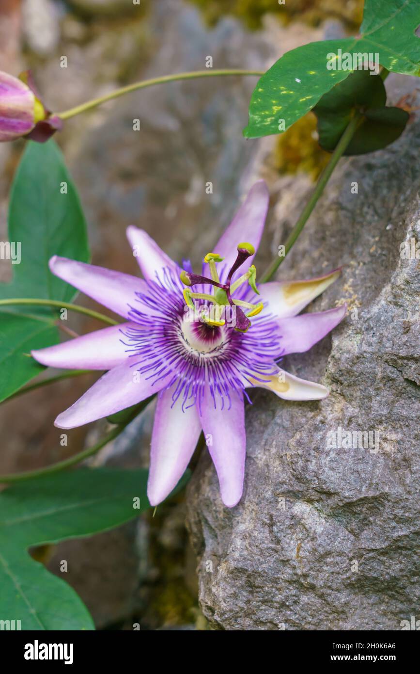 Gros plan d'une fleur de passion bleue, d'une fleur de passion bleutée ou d'une fleur de passion commune (Passiflora caerulea) Banque D'Images