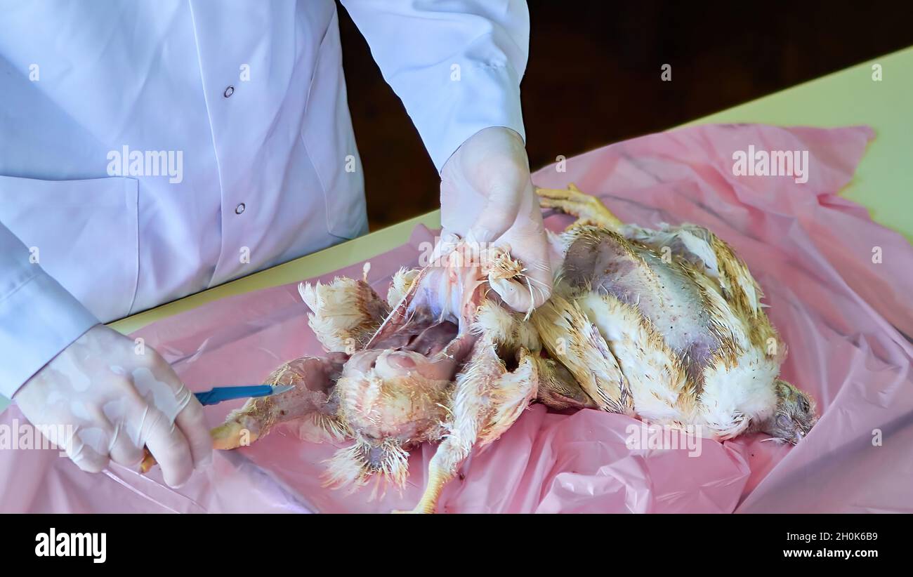 Nécropsie de volaille de poulet, dissection post mortem par vétérinaire Banque D'Images