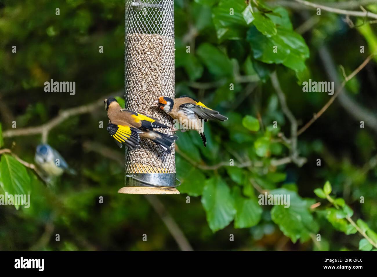 Deux orfèvrins européens (Carduelis carduelis) s'écrasent sur un cœur de tournesol dans un jardin de Surrey, dans le sud-est de l'Angleterre Banque D'Images