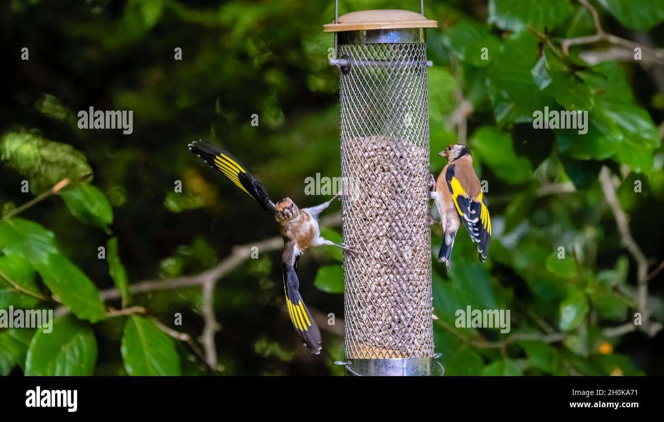 Deux orfèvrins européens (Carduelis carduelis) s'écrasent dans un jardin de Surrey, dans le sud-est de l'Angleterre, sur un cœur de tournesol Banque D'Images