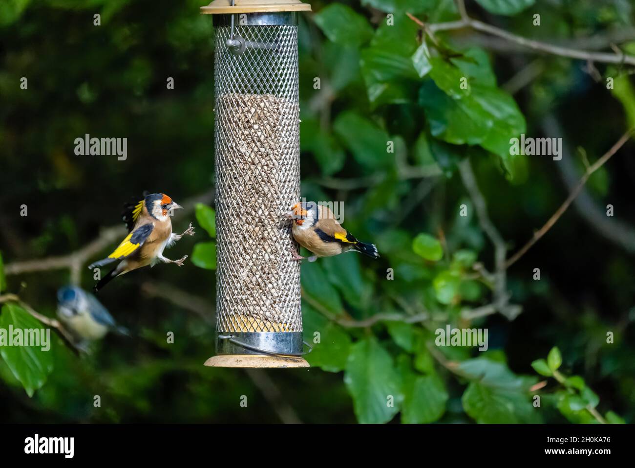 Deux orfèvrins européens (Carduelis carduelis) s'écrasent sur un cœur de tournesol dans un jardin de Surrey, dans le sud-est de l'Angleterre Banque D'Images