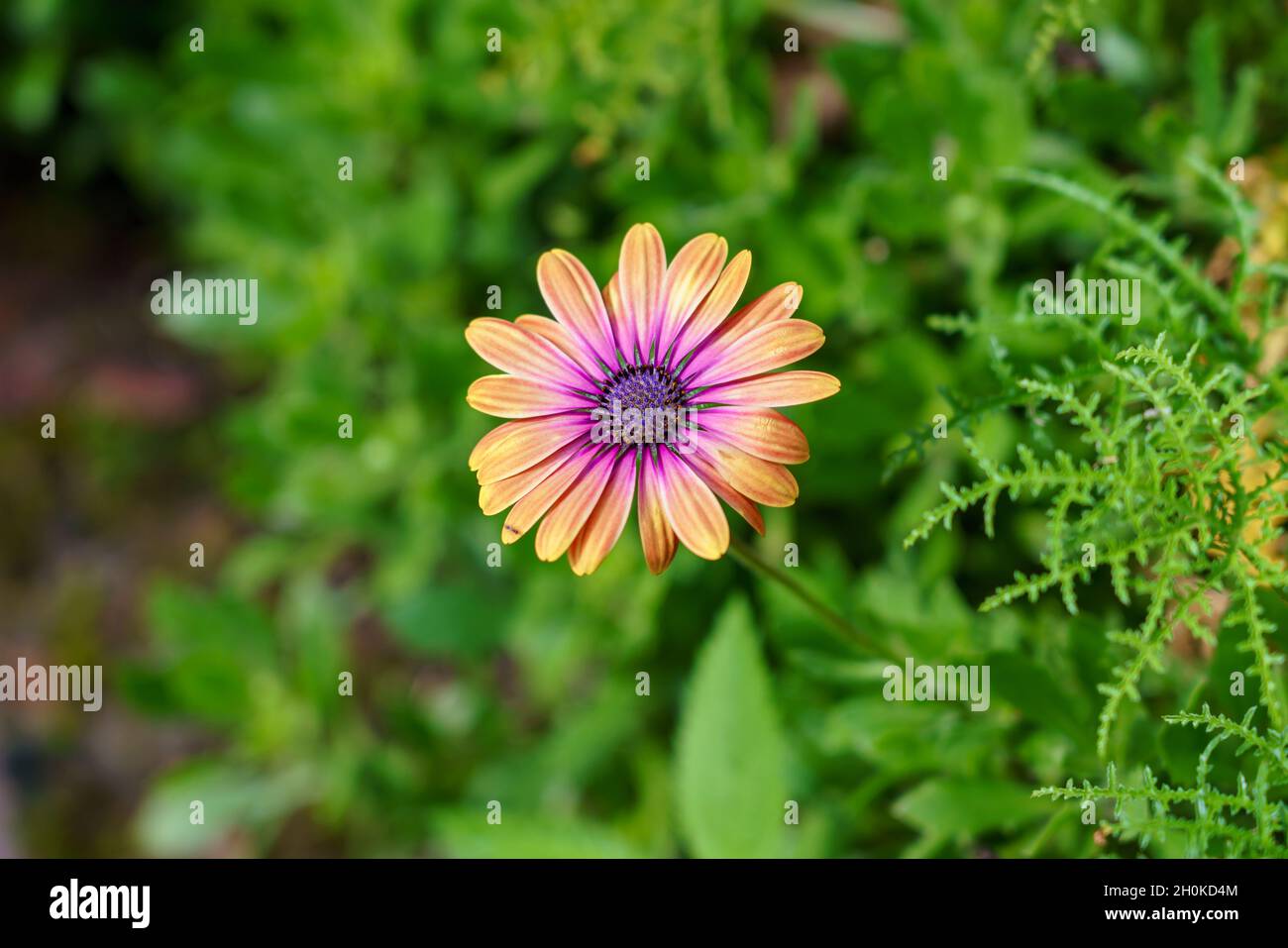 gros plan d'une belle marguerite africaine (ostéospermum) Banque D'Images