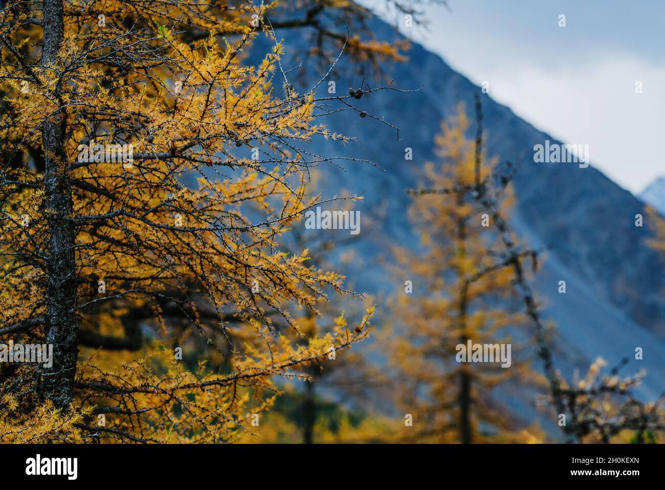 Dans la vallée de Akkem Parc Naturel des montagnes de l'Altaï Banque D'Images