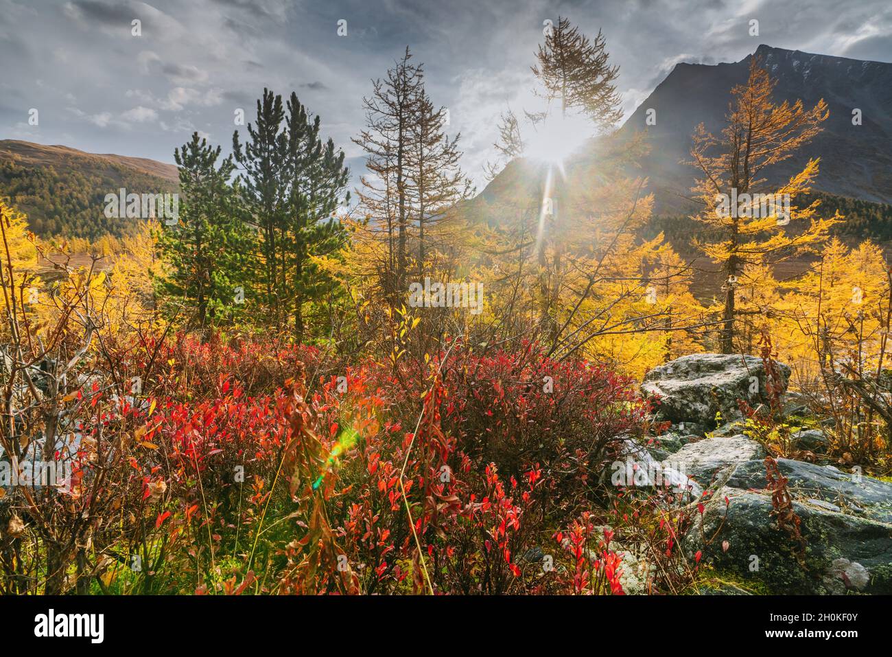 Dans la vallée de Akkem Parc Naturel des montagnes de l'Altaï Banque D'Images