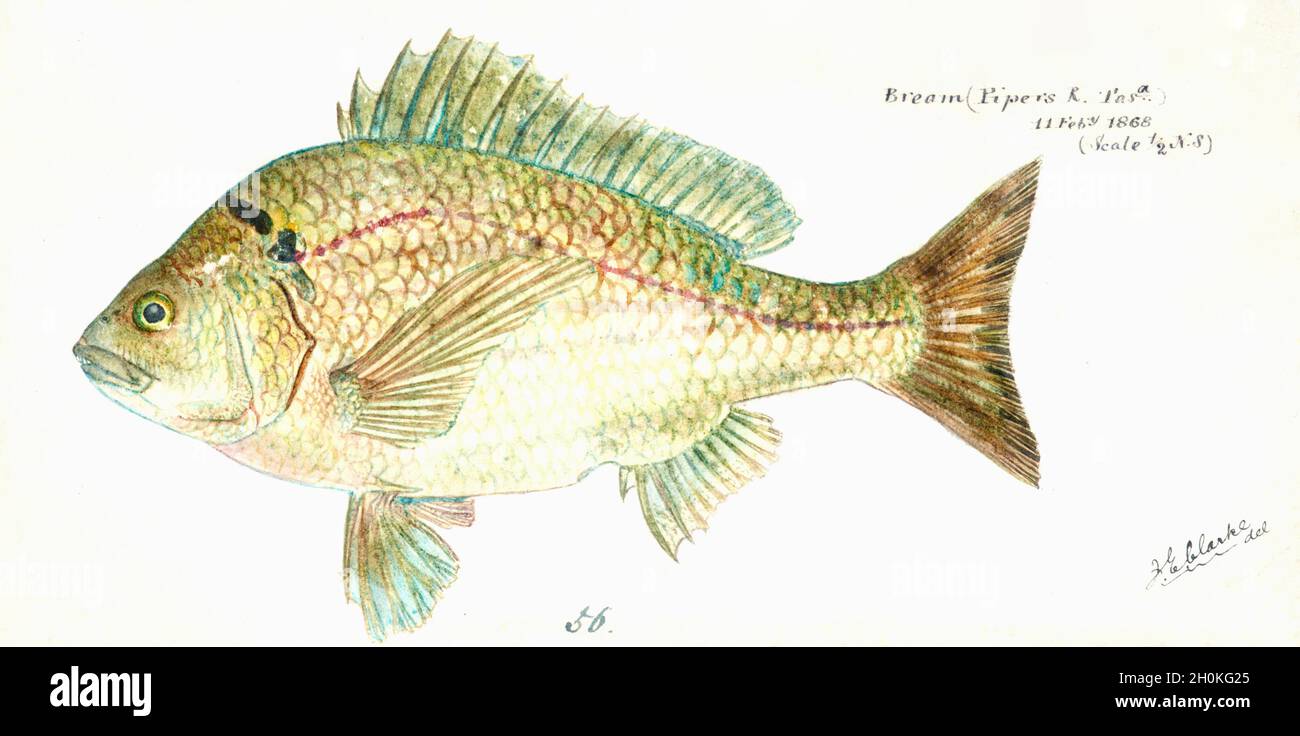 Frank Edward Clarke illustration de poisson vintage - Bream Banque D'Images