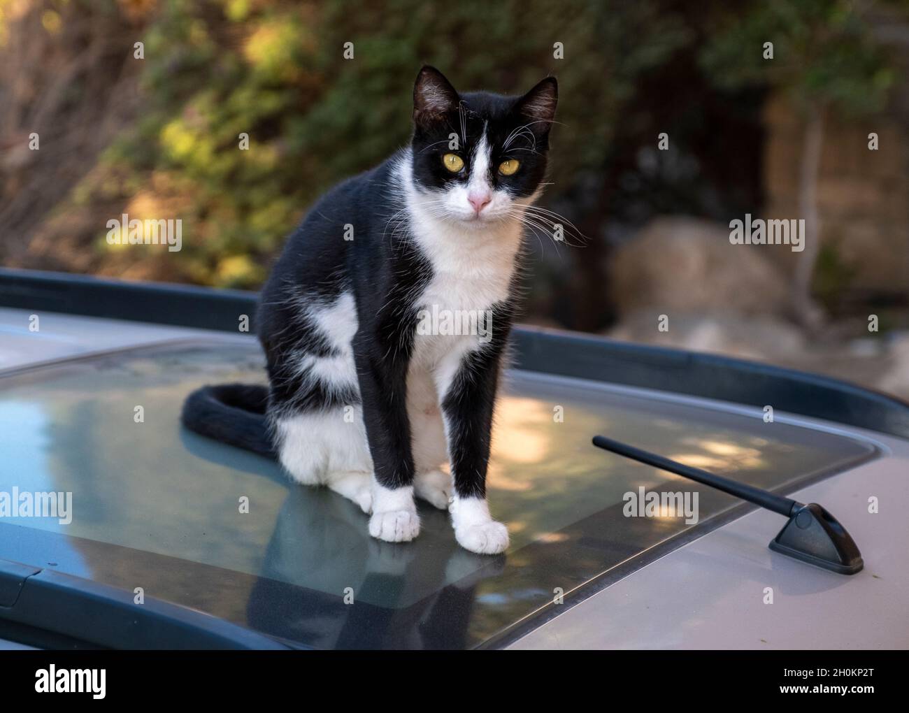 Chat errant reposant sur un toit de voiture, Paphos, Chypre Banque D'Images