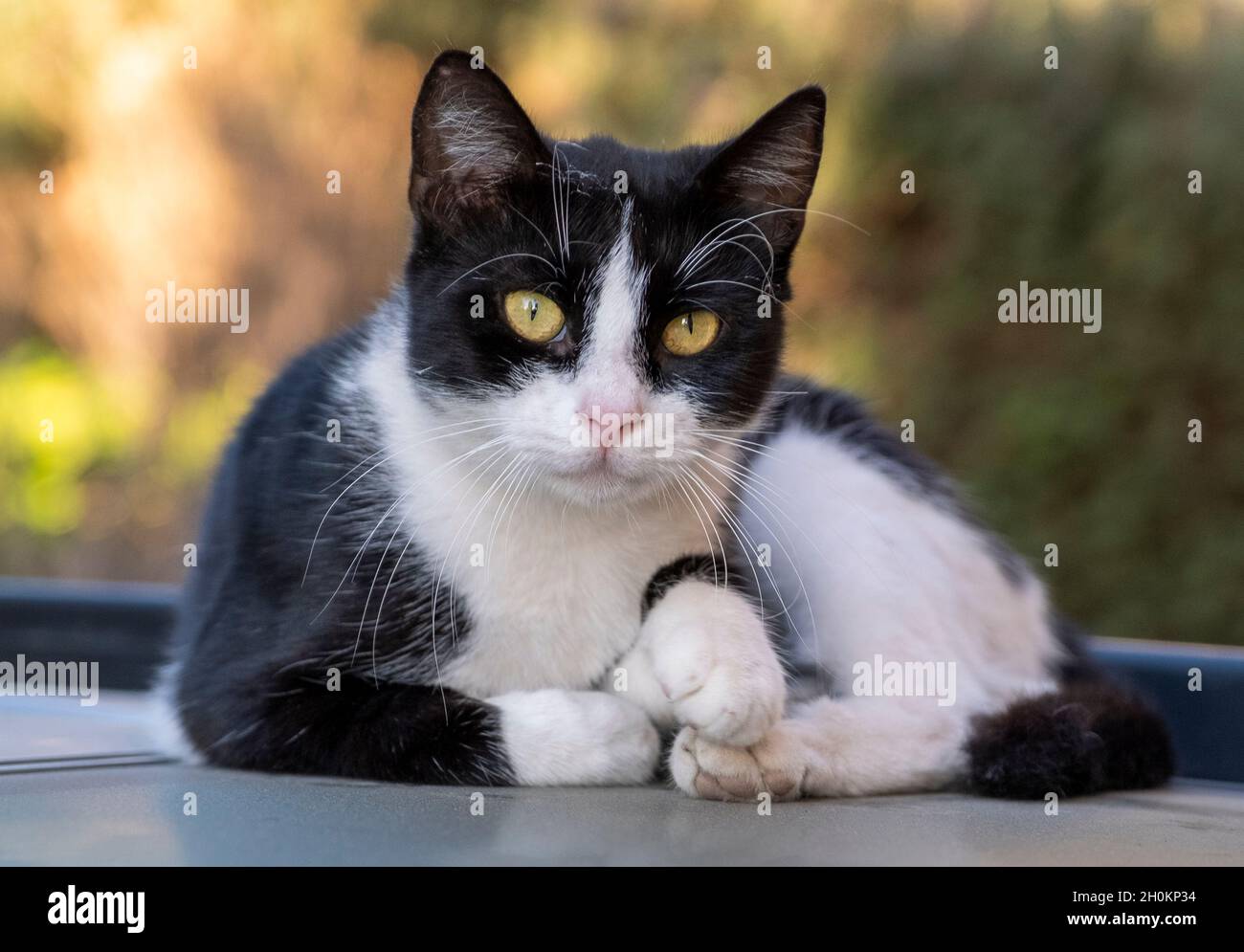 Chat errant reposant sur un toit de voiture, Paphos, Chypre Banque D'Images