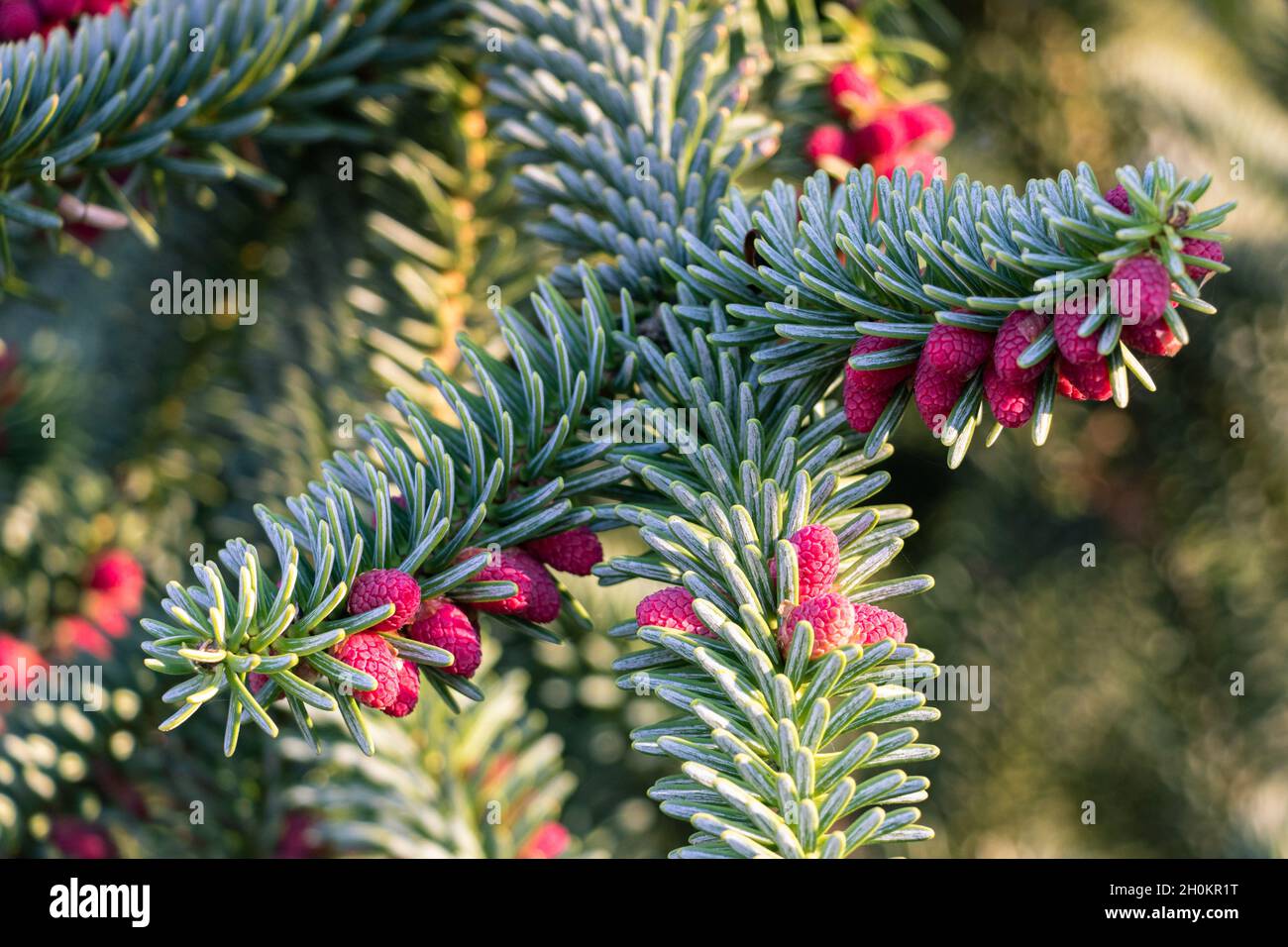 bourgeon de cône de conifère sur la branche de l'épinette Banque D'Images