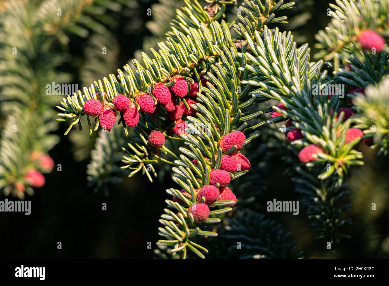 bourgeon de cône de conifère sur la branche de l'épinette Banque D'Images