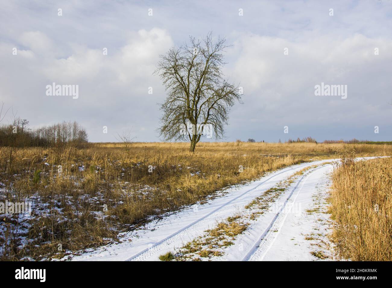 Arbre sur la prairie et route de terre couverte de neige, Zarzecze, Lubelskie, Pologne Banque D'Images