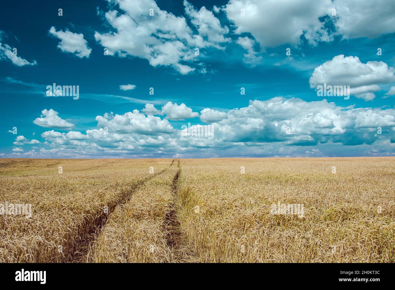 Traces de roues dans le grain et le ciel magnifique, Staw, Lubelskie, Pologne Banque D'Images