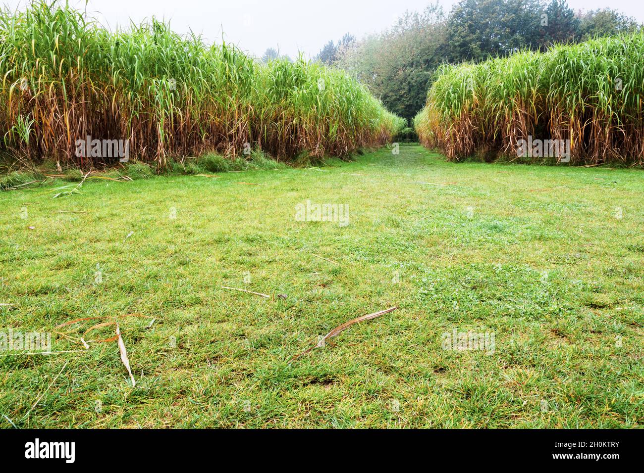 Truben Banque de photographies et d’images à haute résolution Alamy