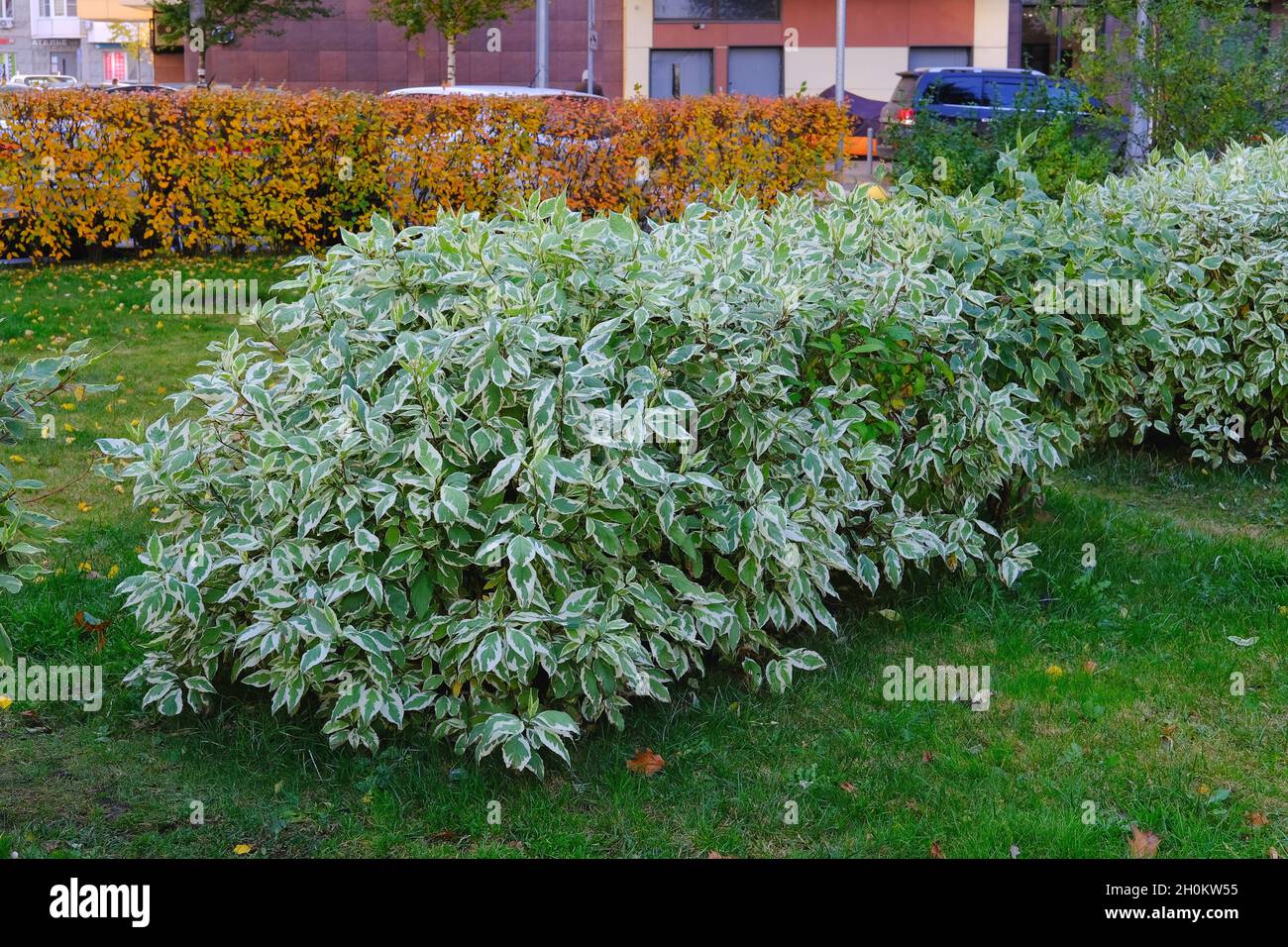 Arbuste bicolore ornemental Cornus Alba avec des feuilles vertes blanches variées.Buissons en bois de chien Halo ivoire à garniture décorative Banque D'Images