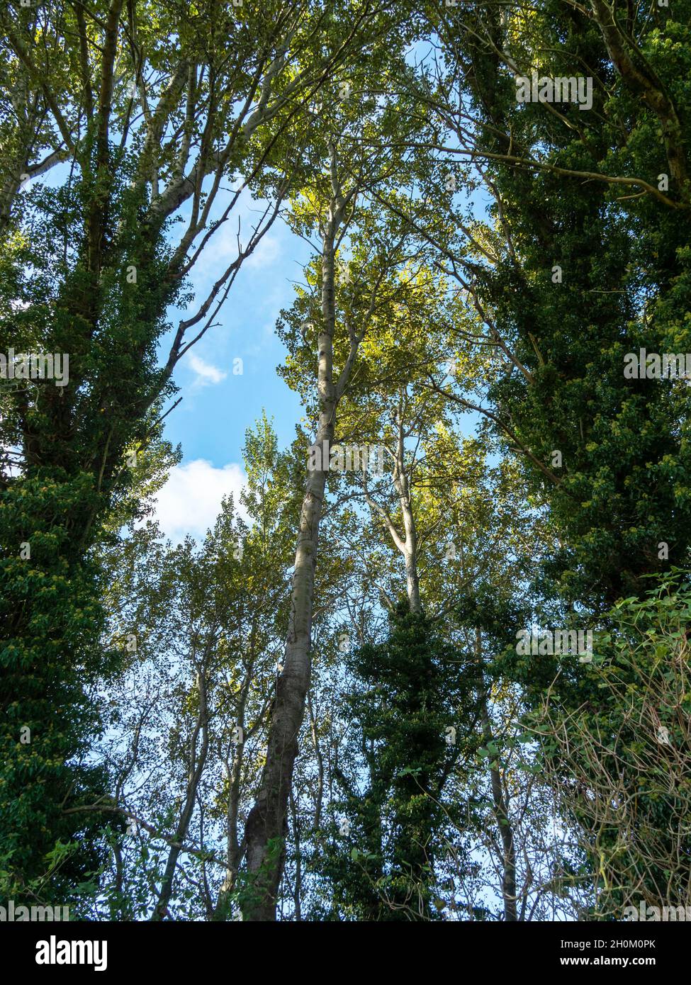 Vue entre les arbres dans un bois jusqu'à un ciel bleu Banque D'Images