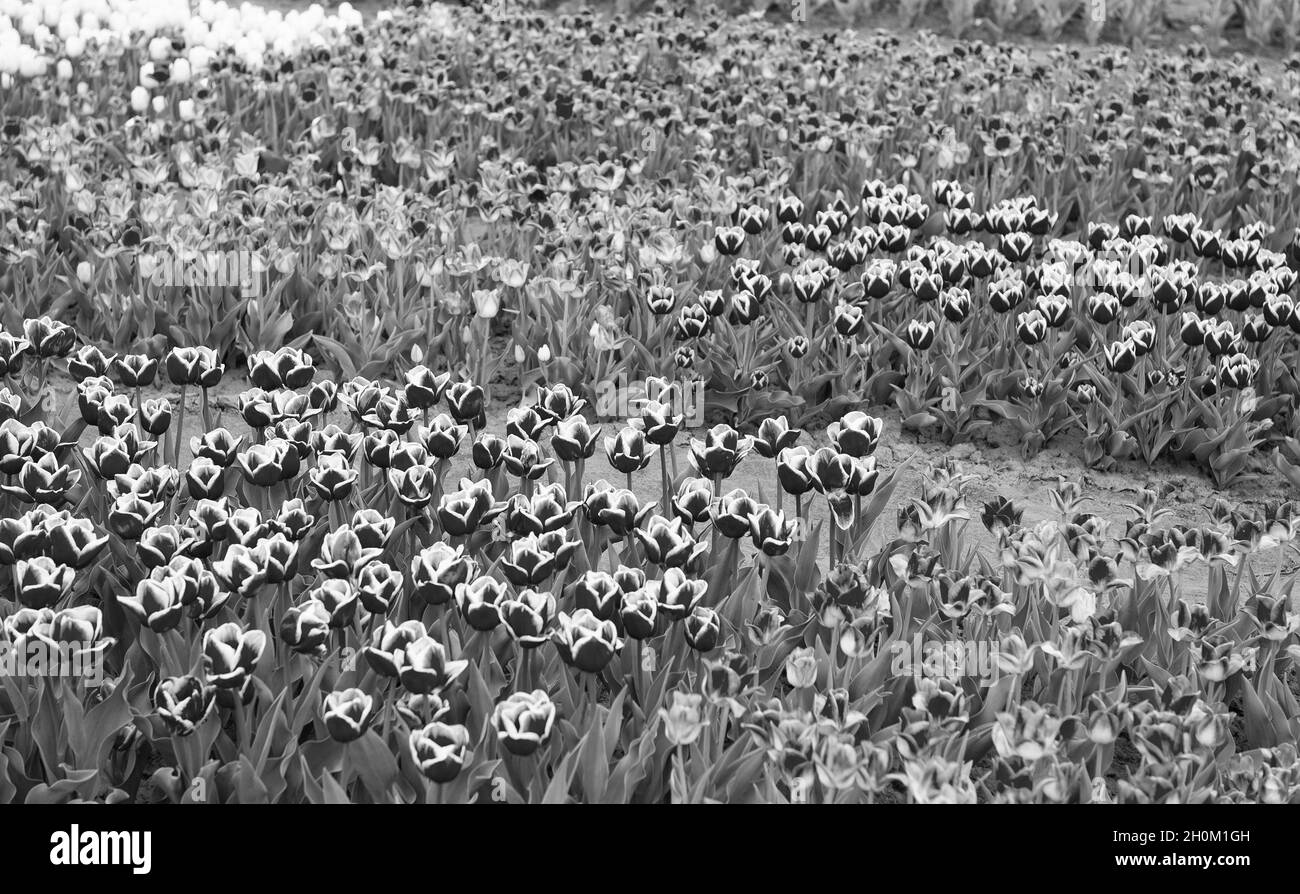 Champ de tulipes de printemps coloré. Fleurs multicolores vibrantes. Beauté de la nature. Fleurs de saison.Noir et blanc. Fleurs dans le champ.Paysage de N Banque D'Images