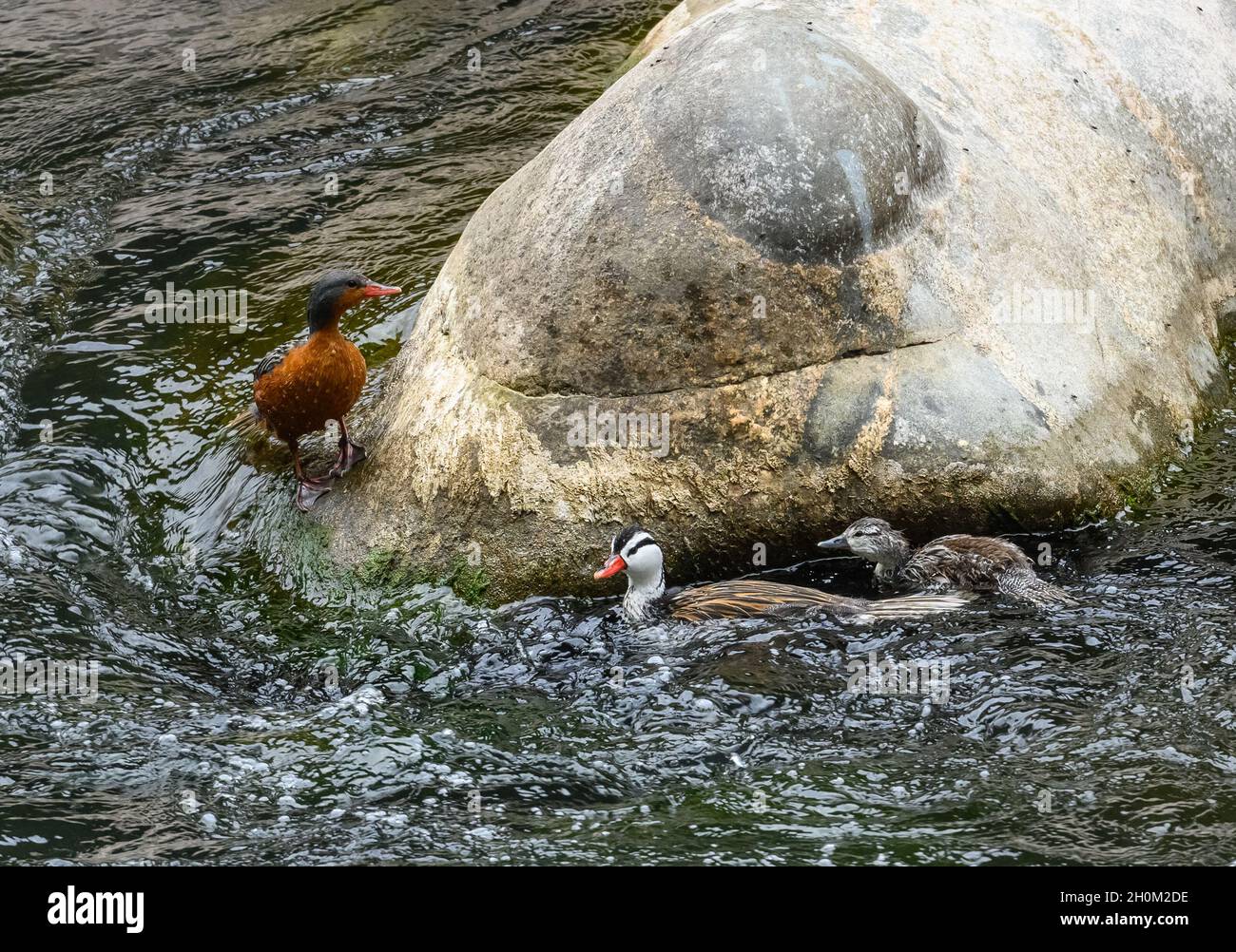 Une famille de Canards Torrent (Merganetta armata) nageant dans la rivière.Cuzco, Pérou.Amérique du Sud. Banque D'Images