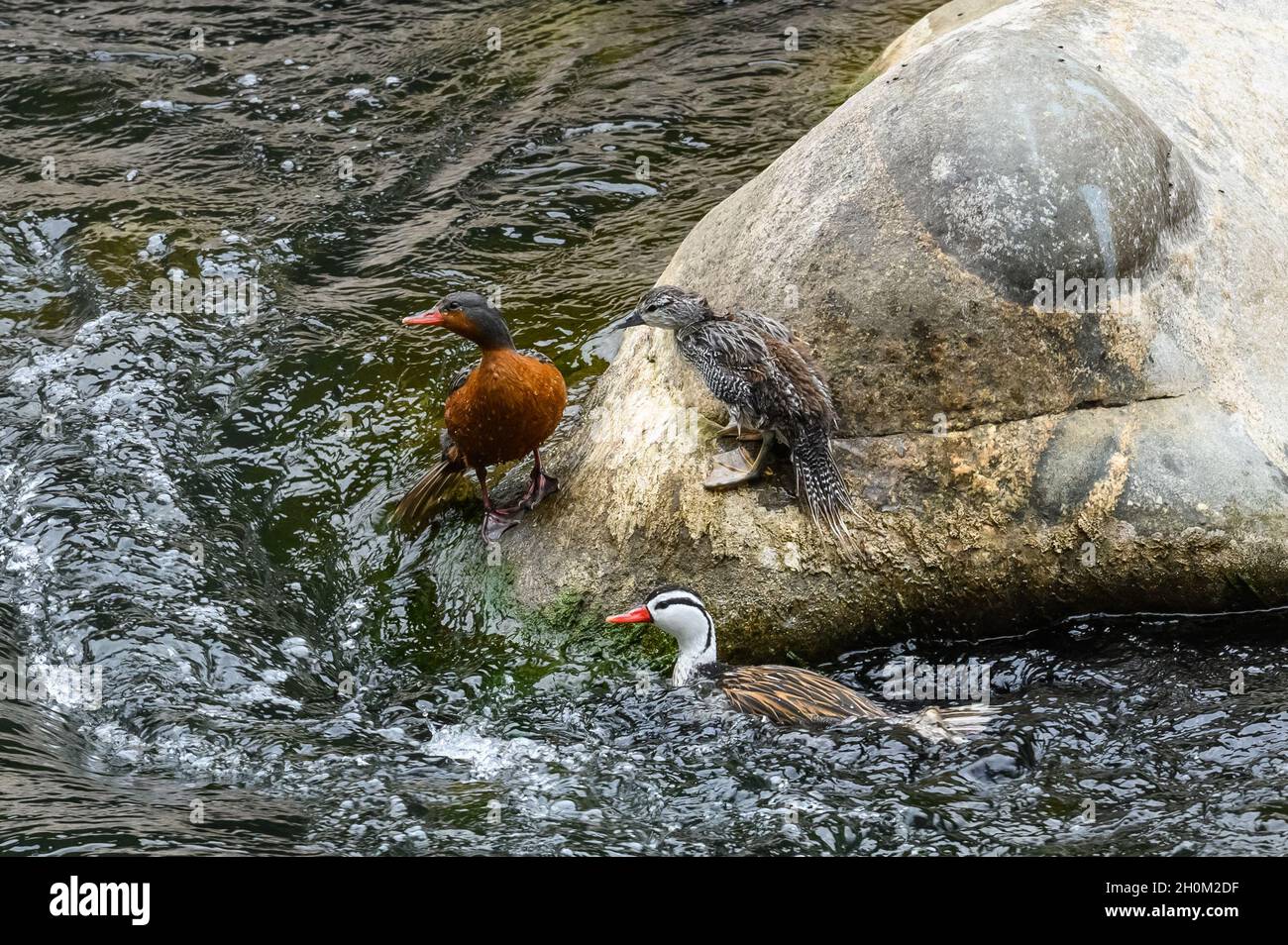 Une famille de Canards Torrent (Merganetta armata) nageant dans la rivière.Cuzco, Pérou.Amérique du Sud. Banque D'Images