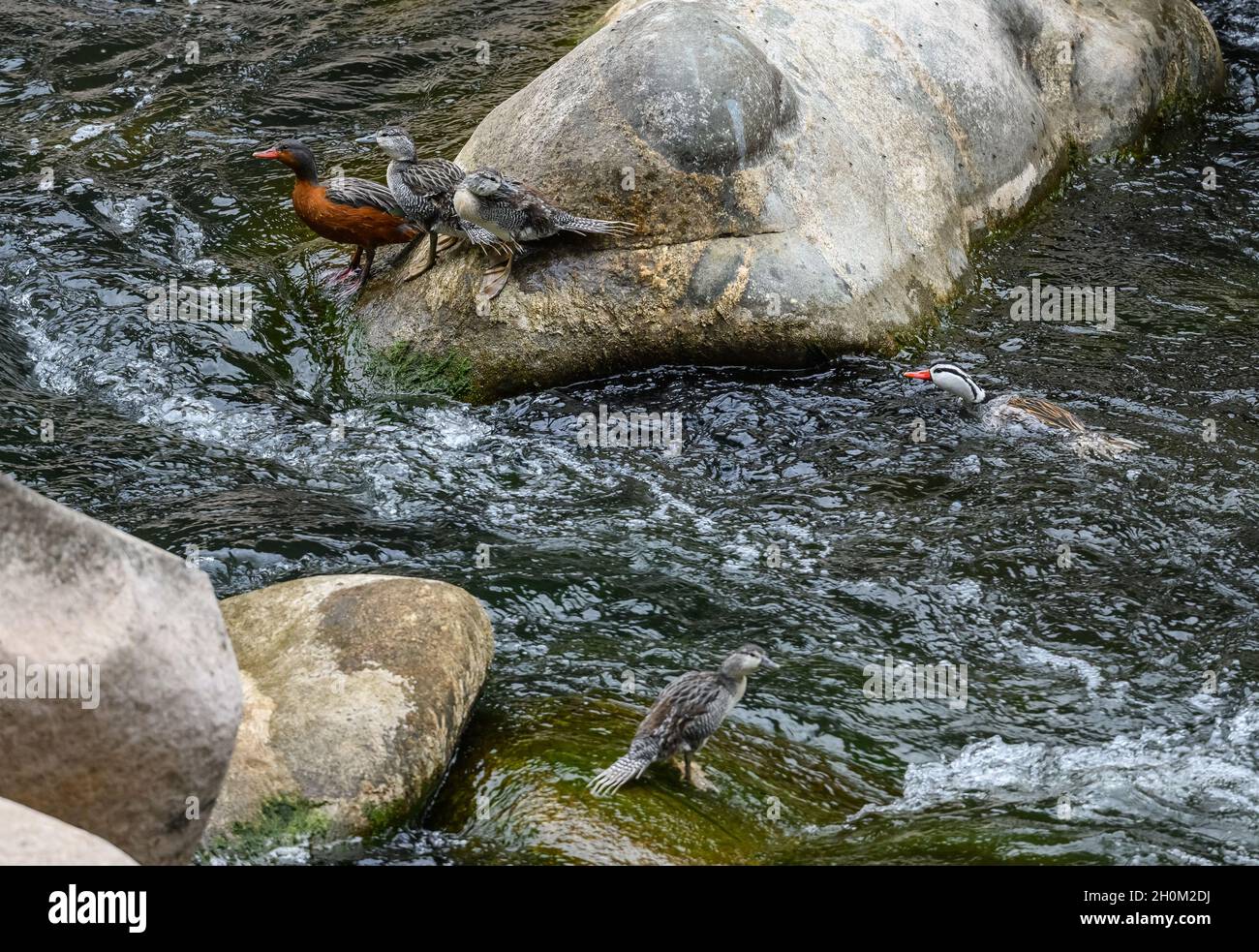 Une famille de Canards Torrent (Merganetta armata) nageant dans la rivière.Cuzco, Pérou.Amérique du Sud. Banque D'Images