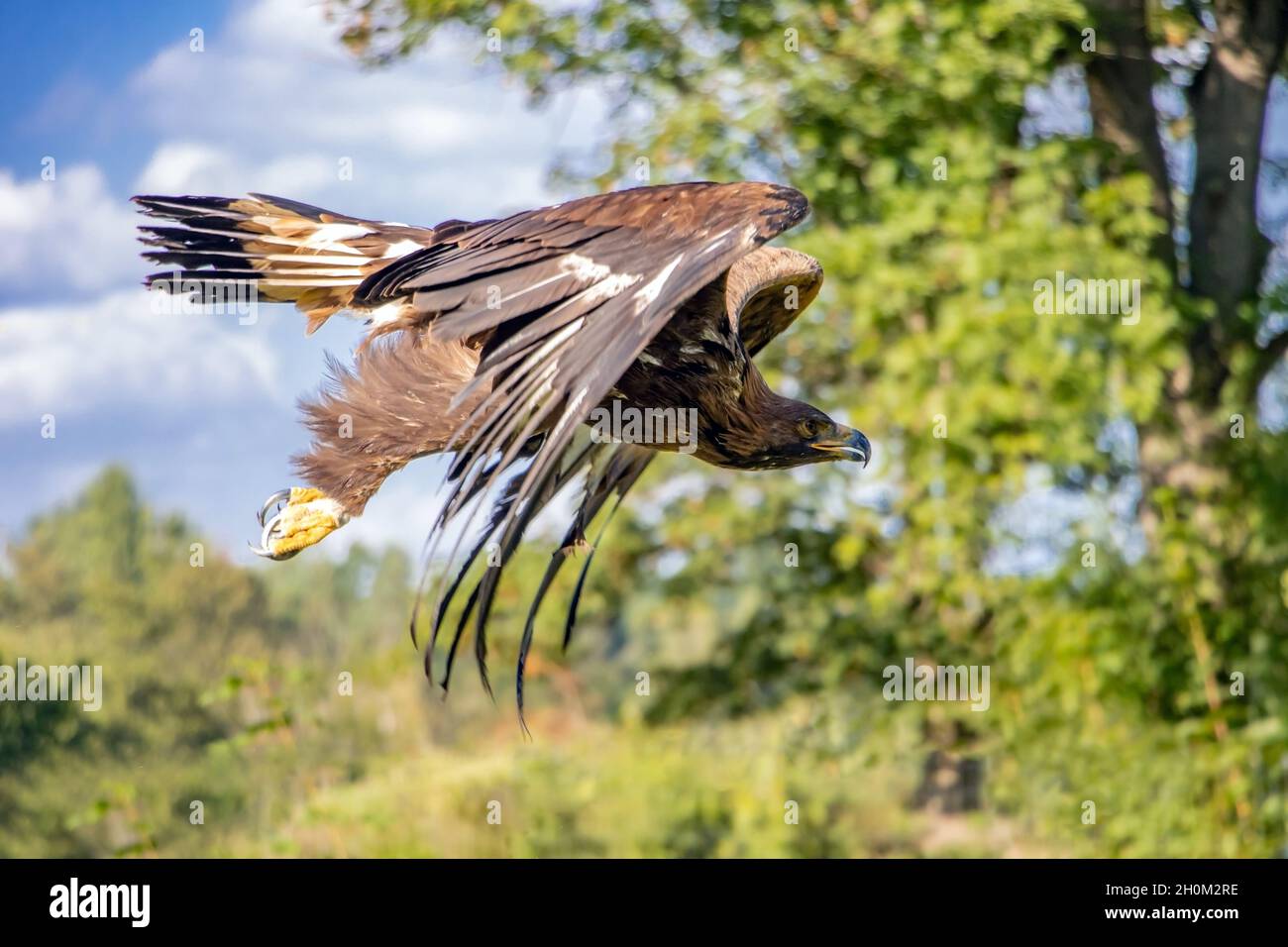 L'aigle d'or (Aquila chrysaetos) volant d'une nature estivale avec la lumière du soleil Banque D'Images