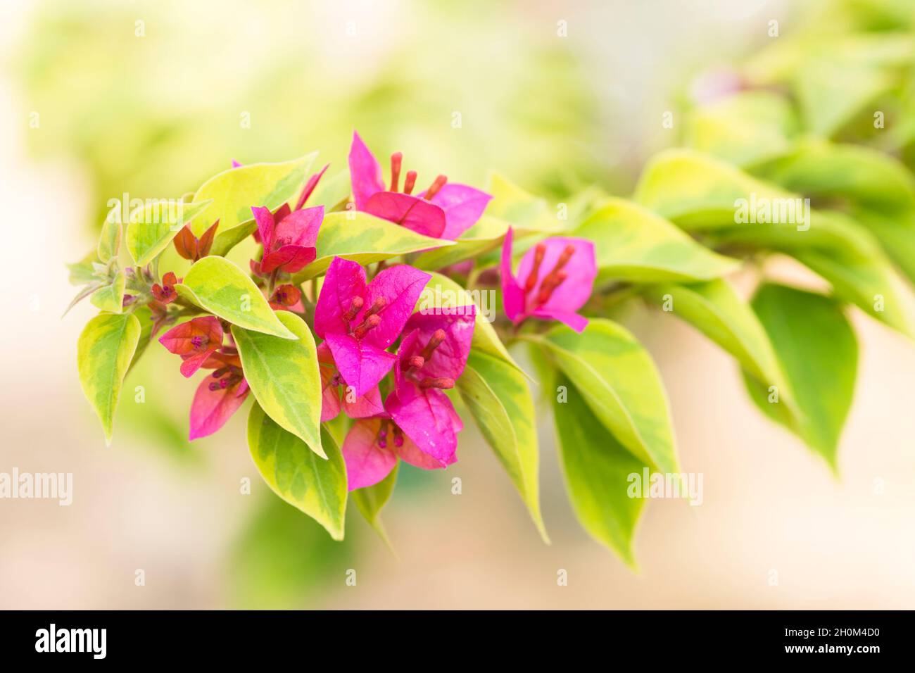 Fleurs roses de Bougainvillea Banque D'Images