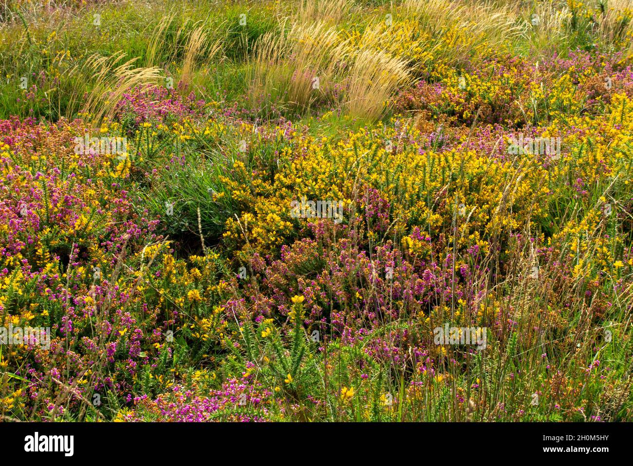 Gorse et bruyère à la fin de l'été fleurissent dans la réserve naturelle nationale de Lizard, dans le sud-ouest de Cornwall Angleterre Banque D'Images