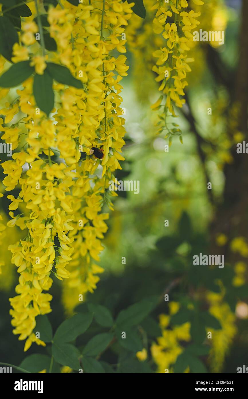 Gros plan des fleurs de la chaîne d'or jaune vif Golden Rain, arbre de Laburnum Banque D'Images