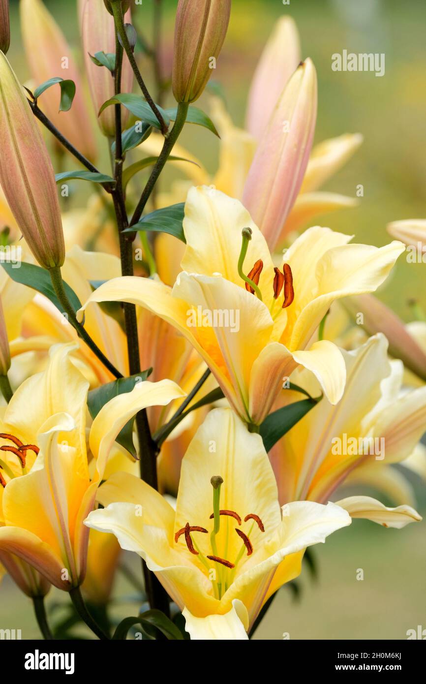 Lilium 'valverde', orienpet Lily ''valverde', trompette orientale Lily 'valverde', lis 'valverde', fleurs jaunes Banque D'Images