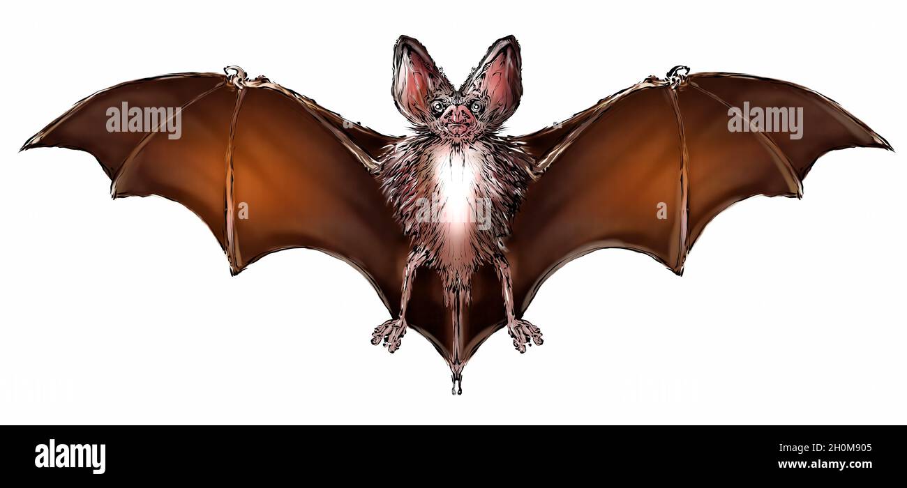 Chauve-souris brune, symbole de fête d'Halloween Banque D'Images