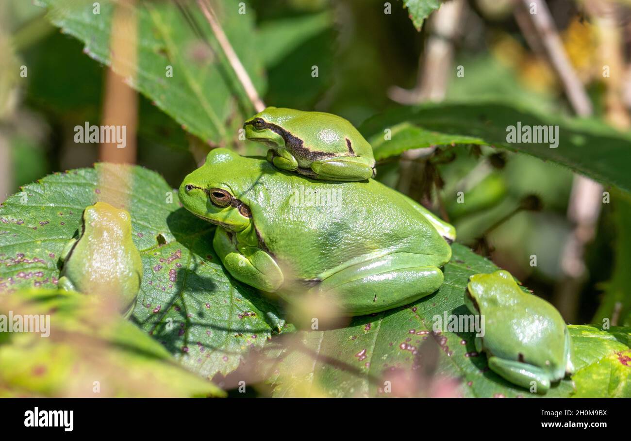 Famille de grenouilles d'arbre sur le bush blackberry Banque D'Images