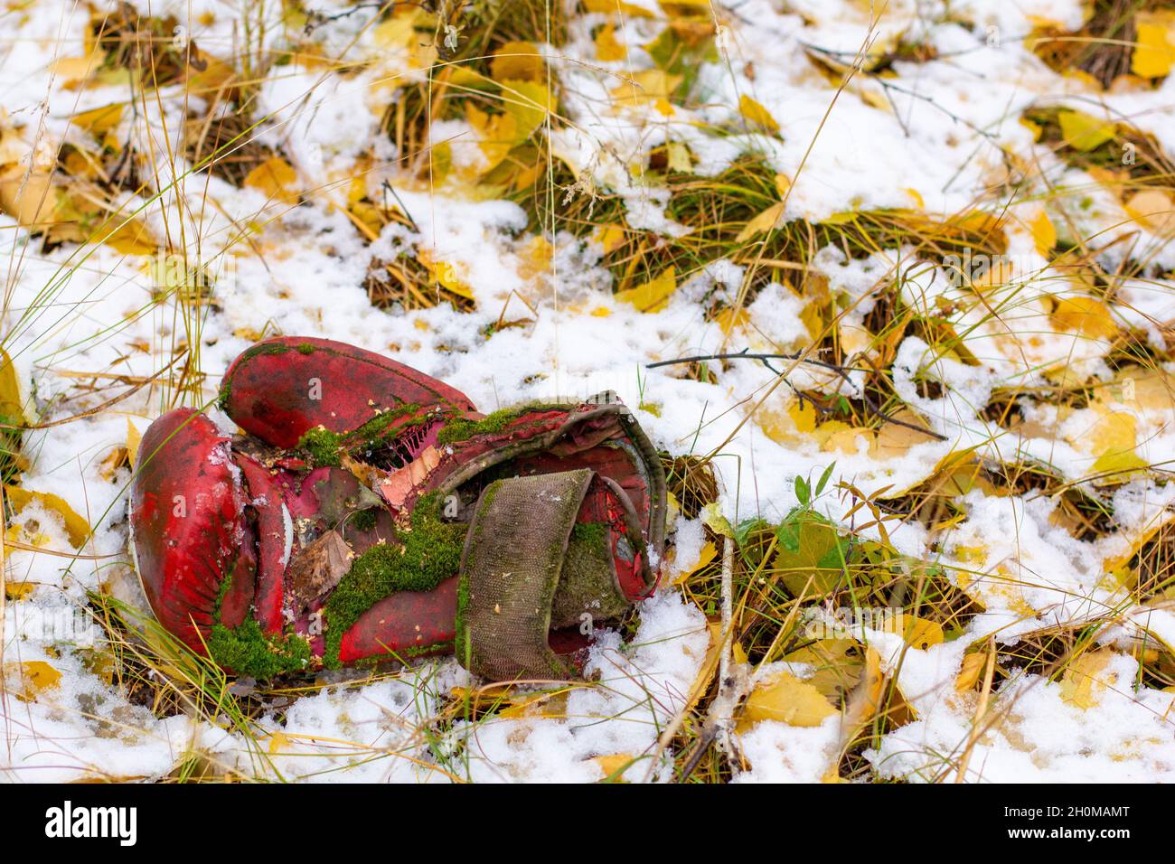 Vieux gant de boxe recouvert de mousse se trouve entre les feuilles mortes sur la première neige d'automne. Banque D'Images